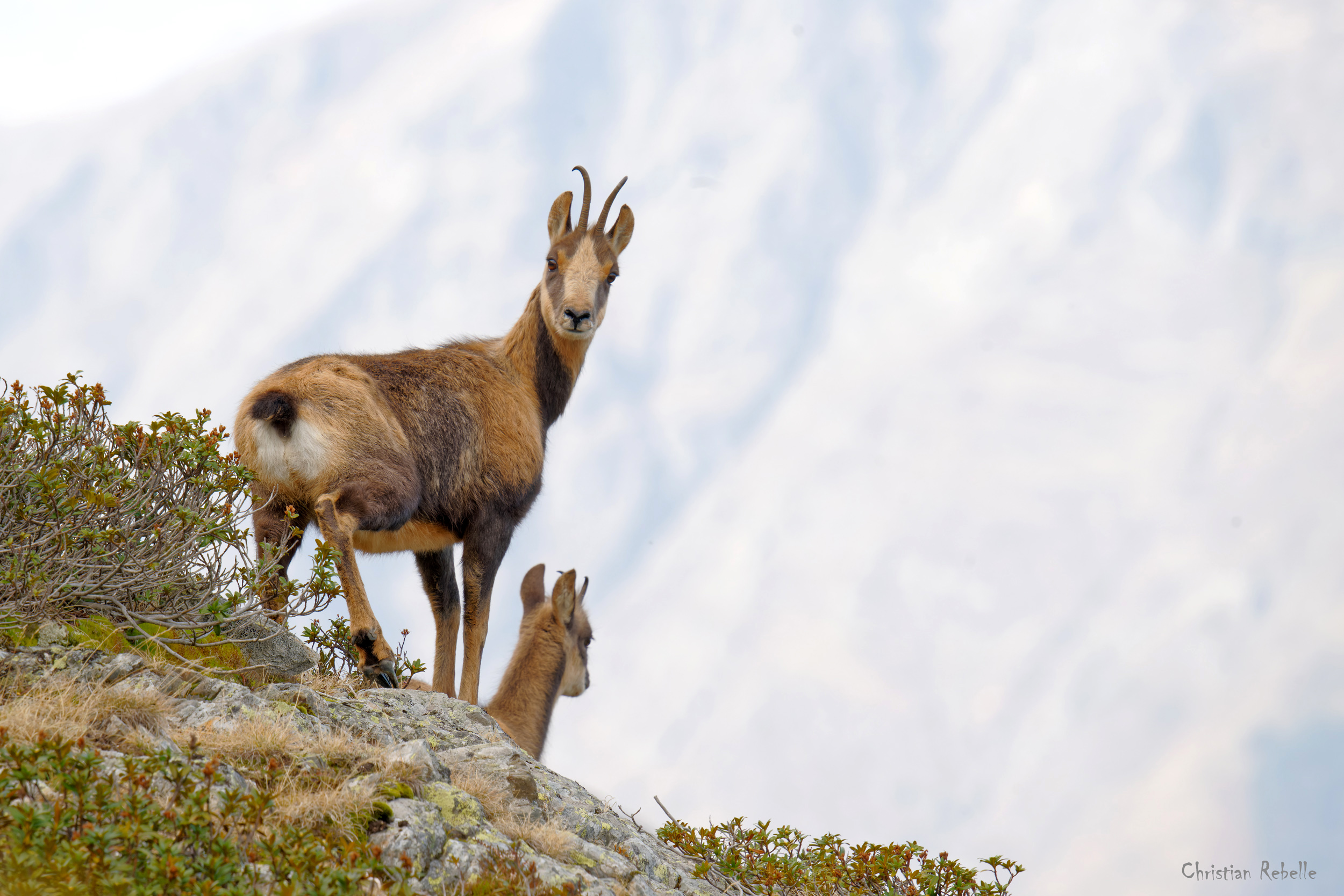 Mimétisme de l'isard des Pyrénées