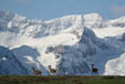 Cerfs devant les montagnes enneigées