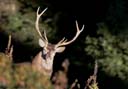 Portrait de cerf dans les asphodèles