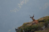 Cerf en altitude
