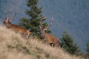 Deux cerfs bramant ensembles