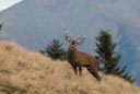 Brame du cerf en altitude