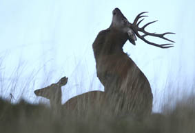 Cerf et biche pendant l'accouplement