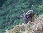 Accouplement de cerf