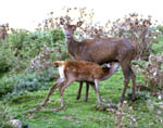 Biche faisant têter son faon