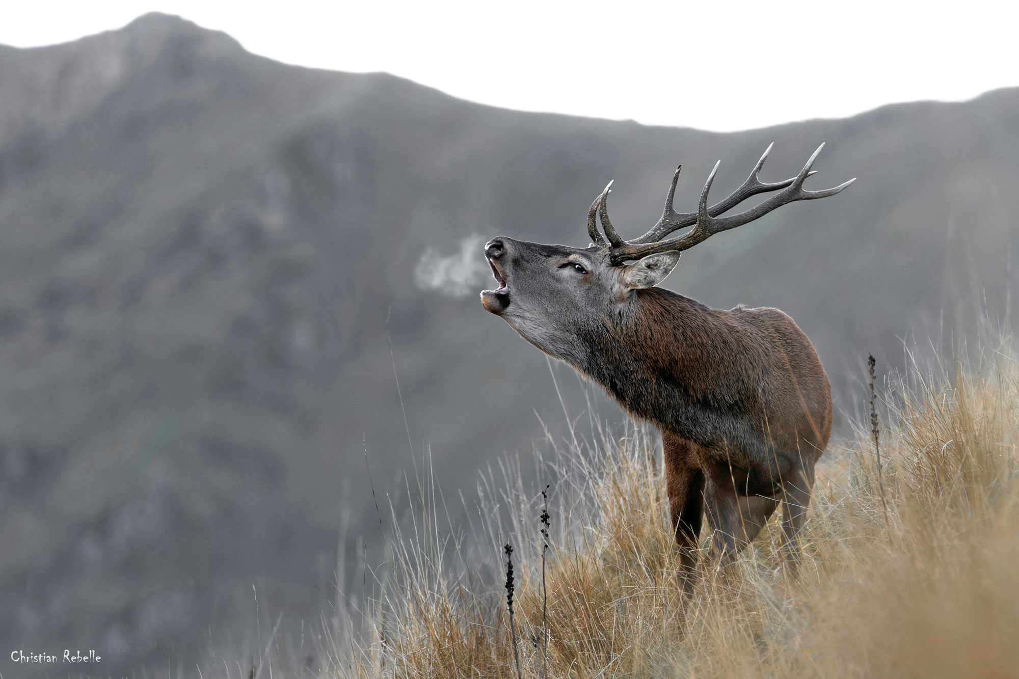 Dix cors brame dans les Pyrénées