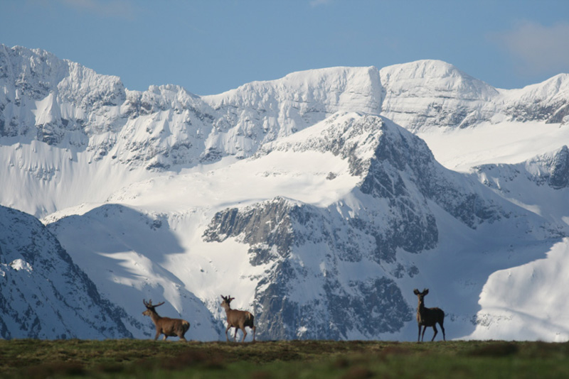Cerfs devant la montagne enneigée
