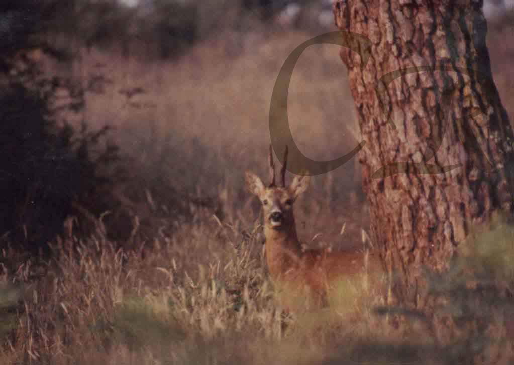 Différence chevreuil, cerf, biche.