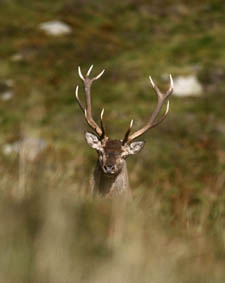 Cerf aux bois irréguliers