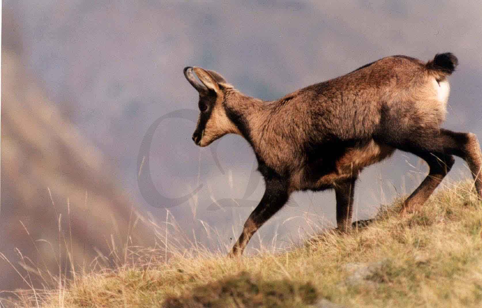 Isard des Pyrénées