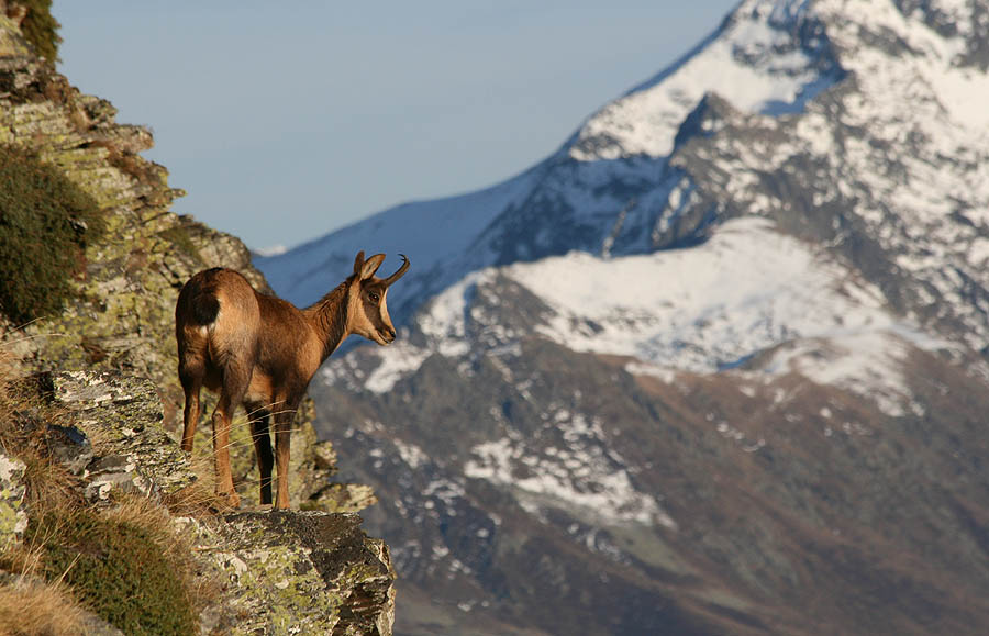 Isard dans la montagne enneigée