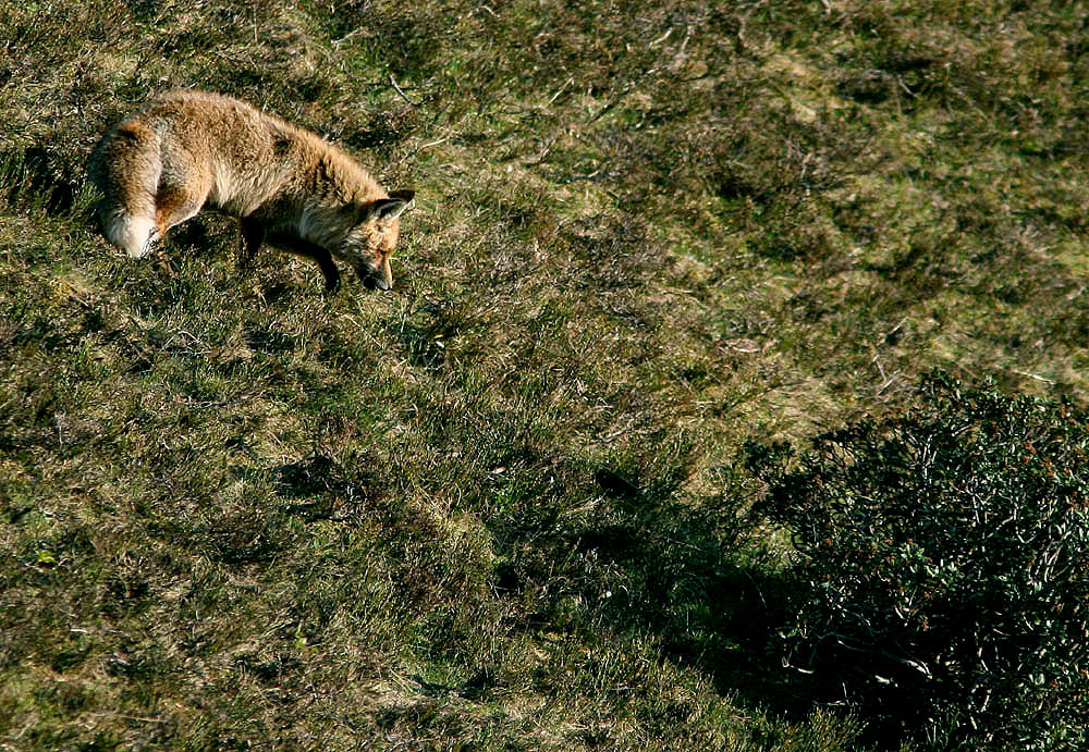 Renard à la chasse au campagnol
