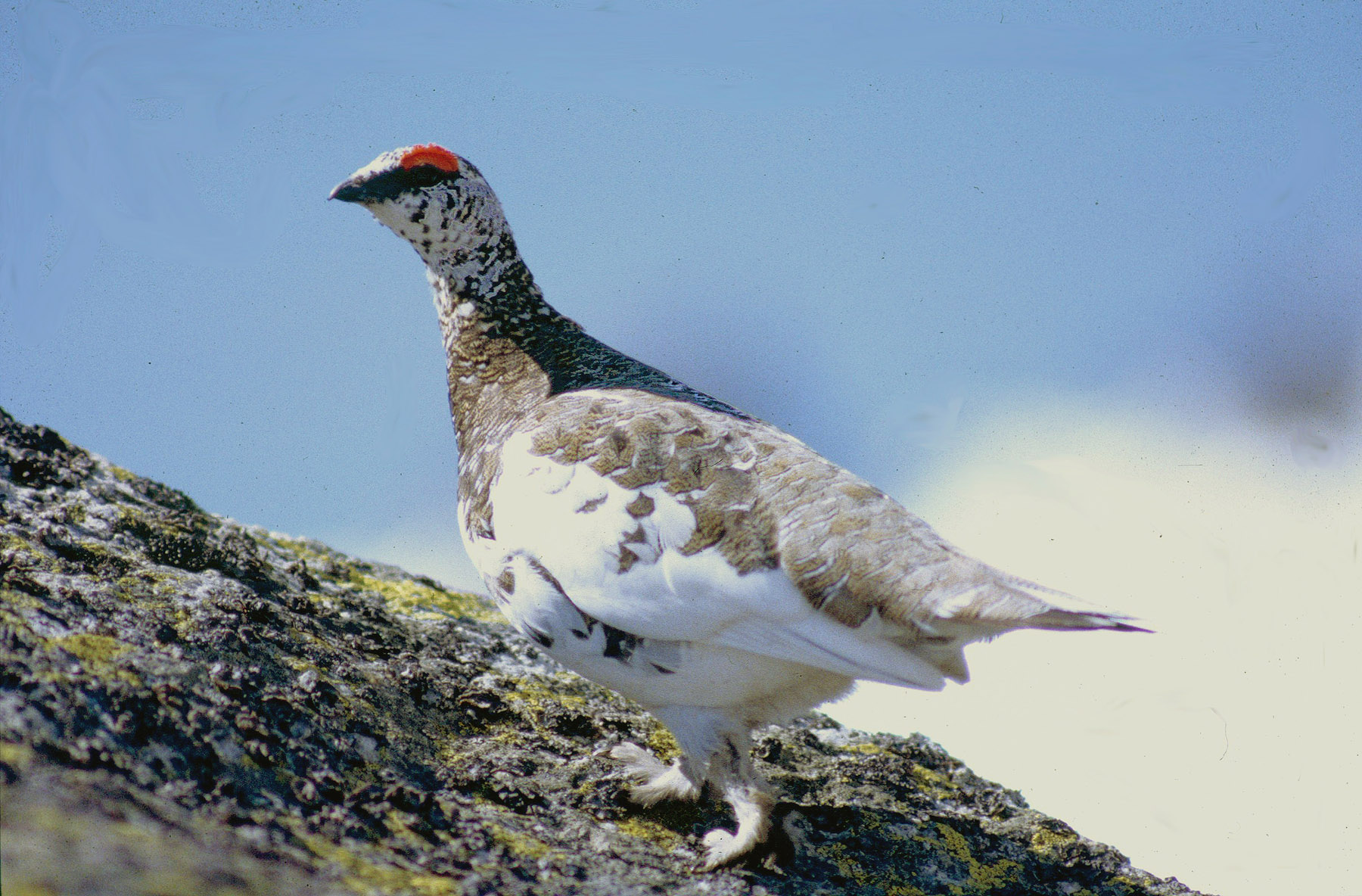 Mâle de lagopède alpin des Pyrénées