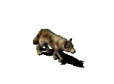 Loup dans les Pyrénées