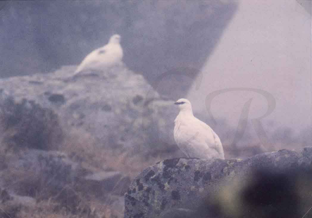 Plumage blanc de la perdrix des neiges
