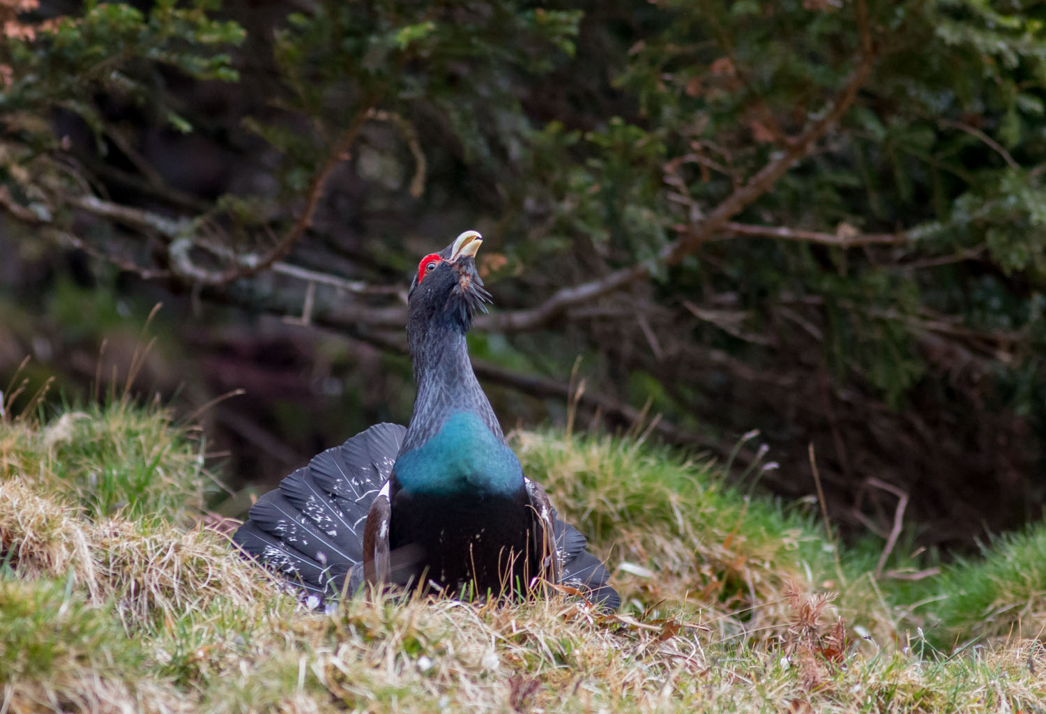Chant du coq de bruyère